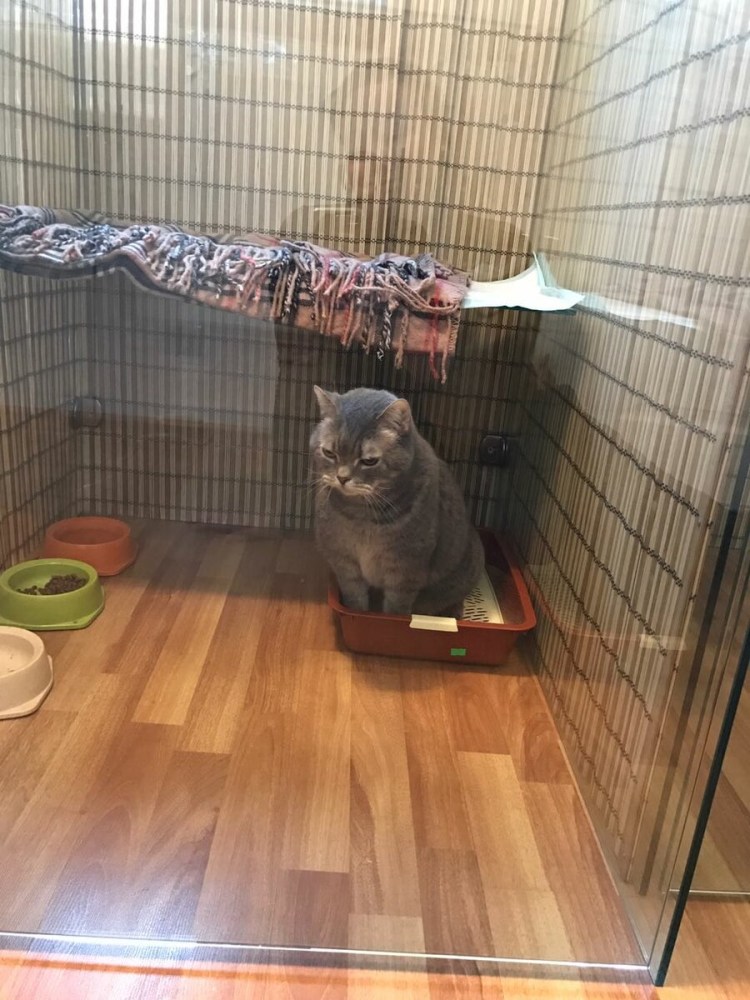 Биробиджан передержка кошек