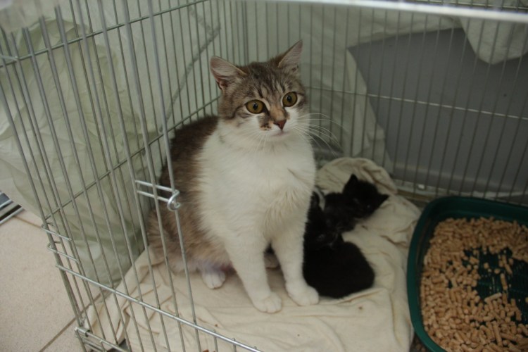 Гостиница для собак СПБ