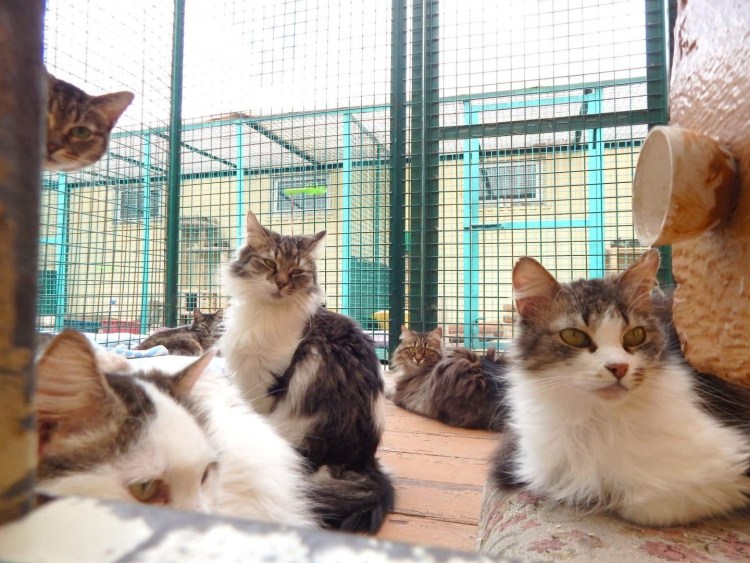 Няня для котов