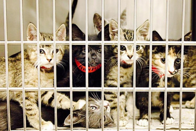 Гостиница для кошек