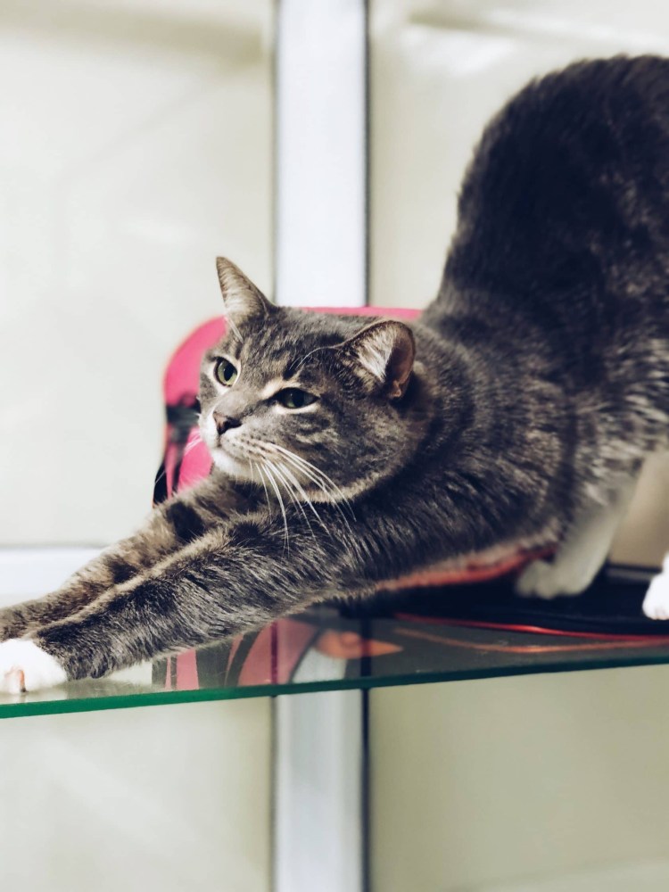 Гостиница для животных