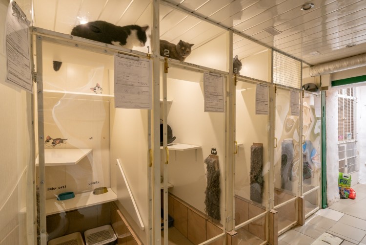 Кошачья гостиница