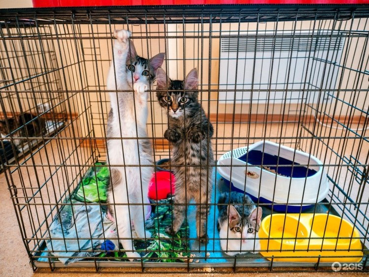 Приют для бездомных собак и кошек в СПБ