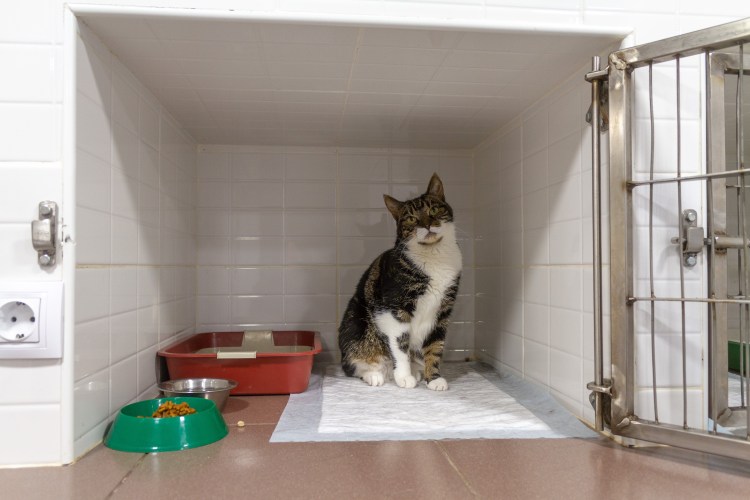 Гостиницы для кошек в Долгопрудном