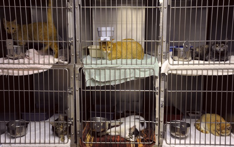 Scandi Cat гостиница для кошек