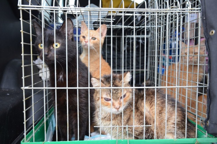 Отель для домашних животных