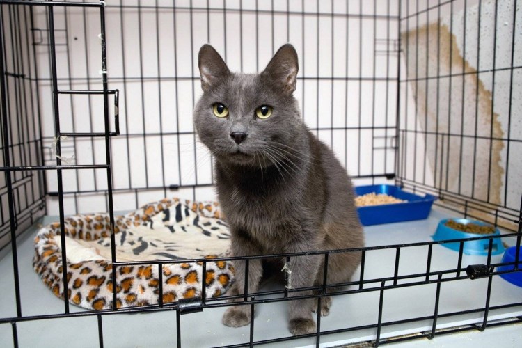 Ганхор зоогостиница