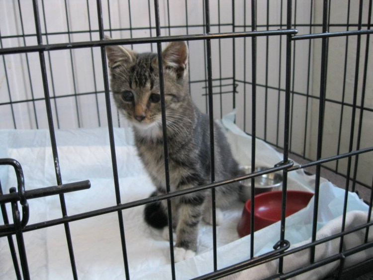 Домашняя передержка кошек