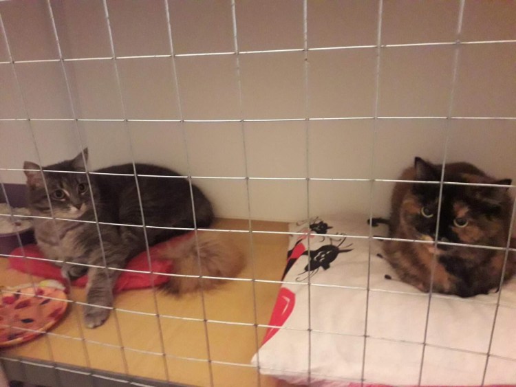 Передержка кошек в Магадане