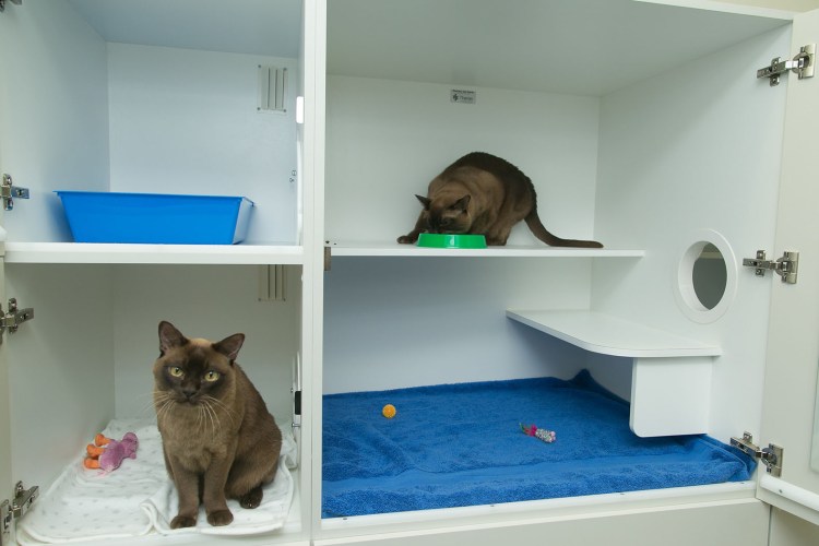 Scandi Cat гостиница для кошек