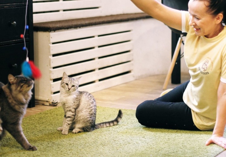 Коты в приюте