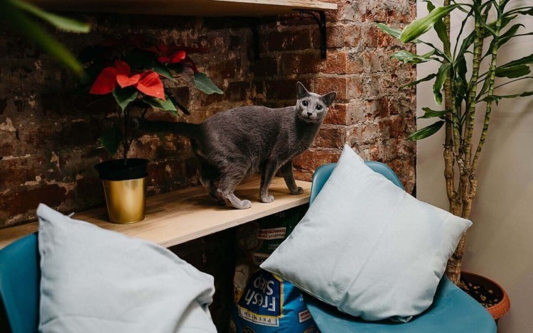 Передержка для котов Москва