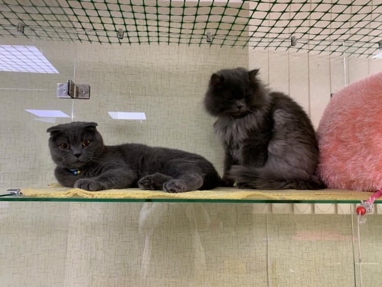 Передержка для кошек в комнате