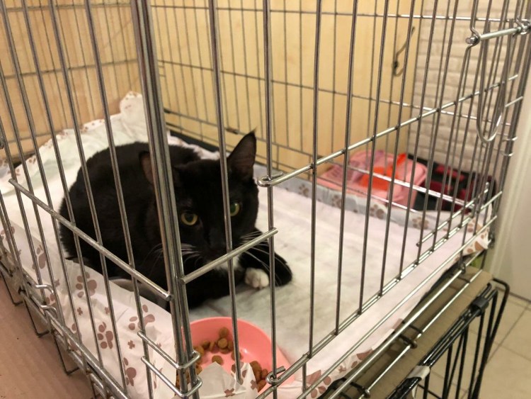 Передержка кошек фото