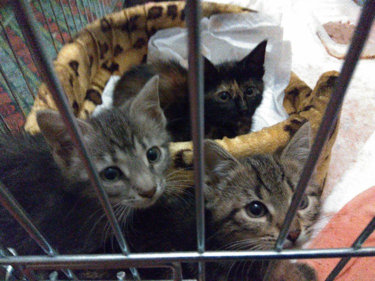 Передержка животных на время отпуска