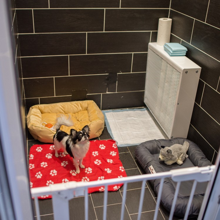 Кот на передержку