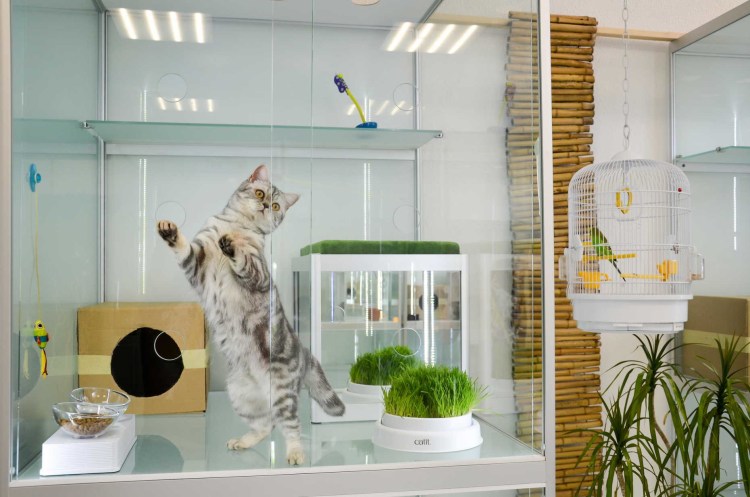 Букинг кот гостиница для кошек