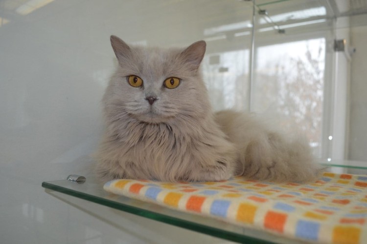 Передержка кошек в Москве