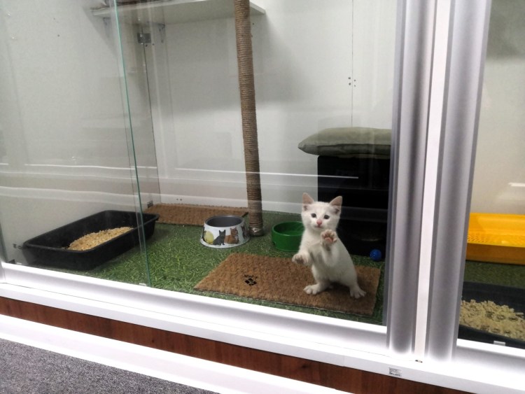 Котики передержка