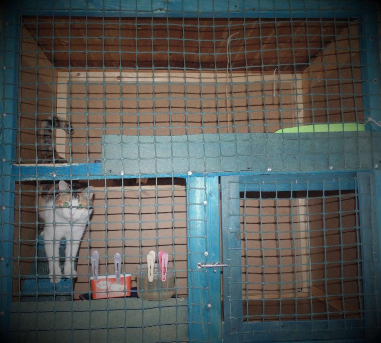 Гостиница Cat Cat Москва