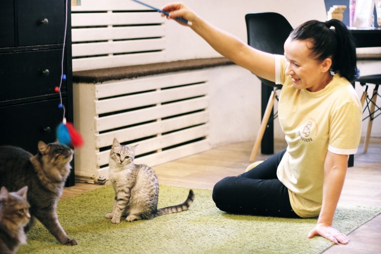 Передержка кошек Ноябрьск