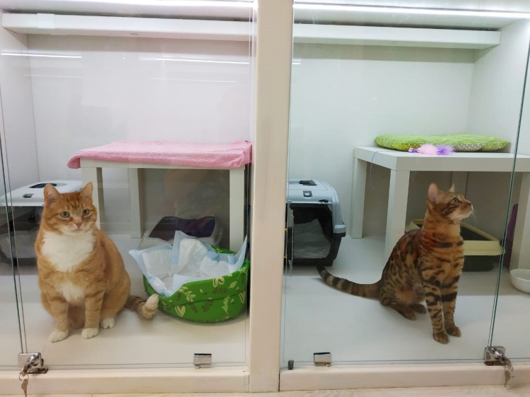 Гостиница для животных Ральф