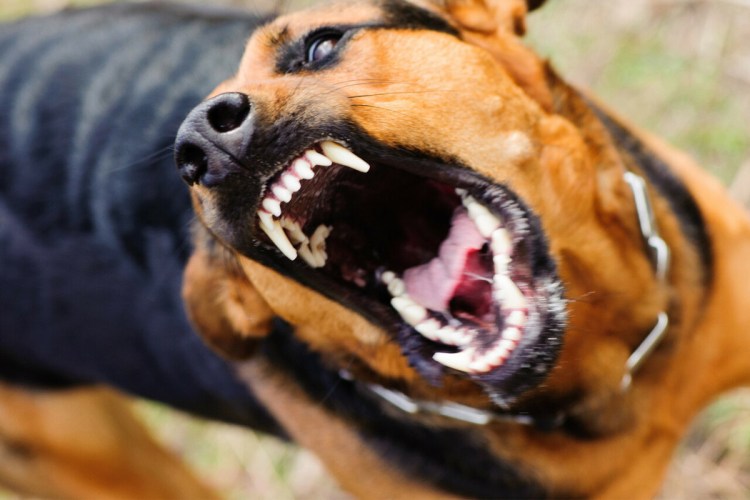 Собака больная бешенством