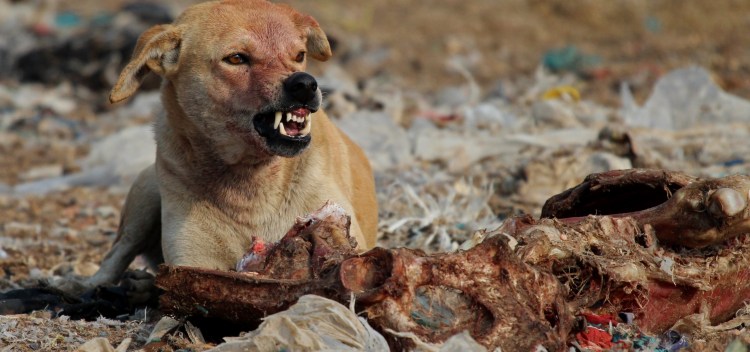 Симптомы бешенство плотоядных