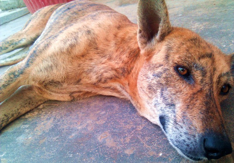 Собака зараженная бешенством