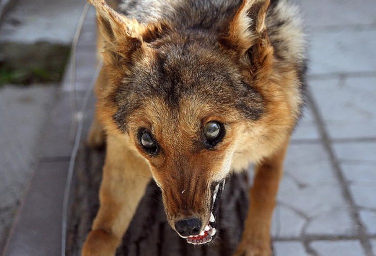 Бешенство плотоядных Ветеринария