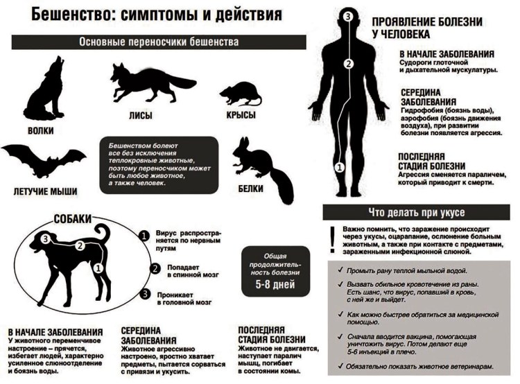 Животные зараженные бешенством