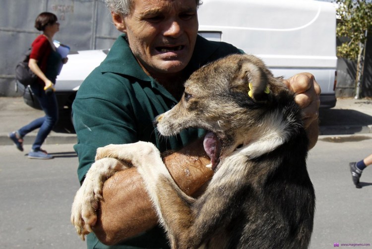 Укусы животных бешенство