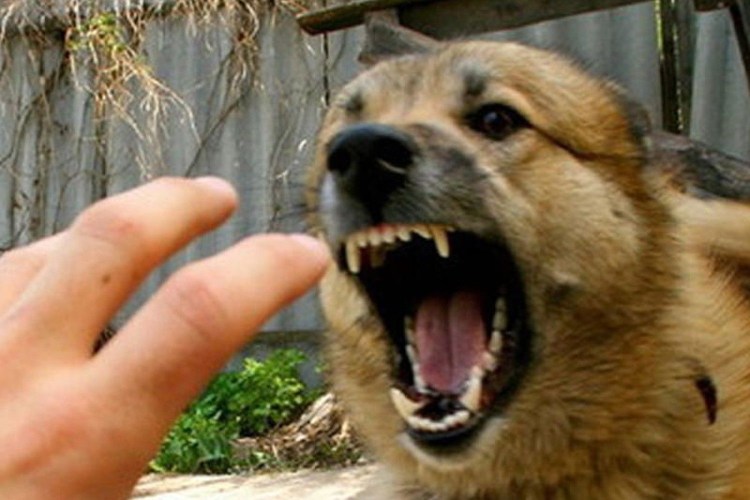 Волкодав зверь