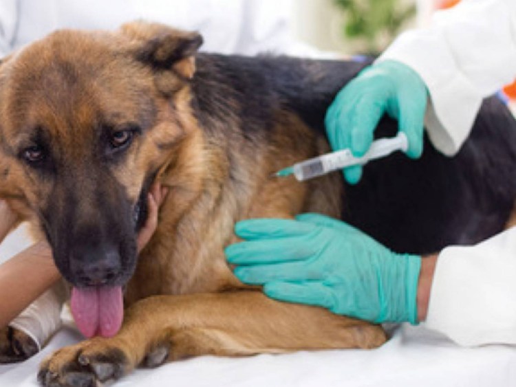 Злая собака