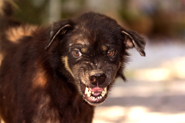 Бешеная рыжая собака