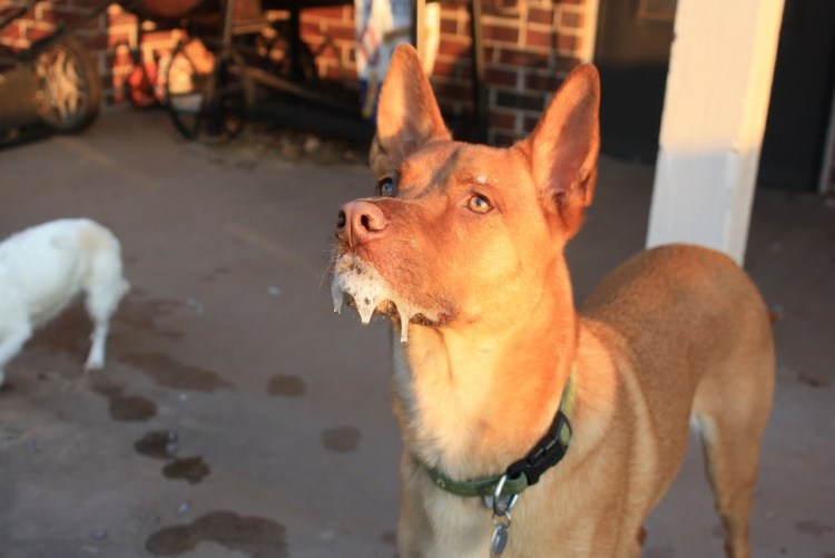 Бездомный щенок