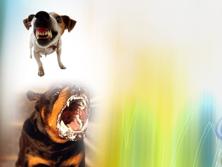 Собака больная бешенством