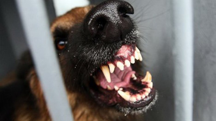 Злая дворняга