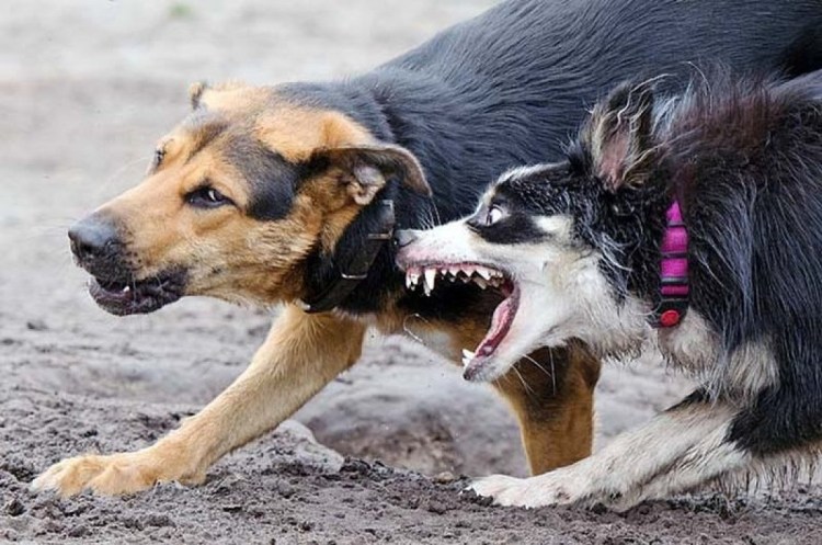 Прививка собаке