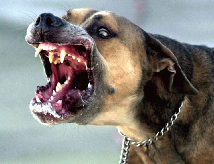 Злая собака