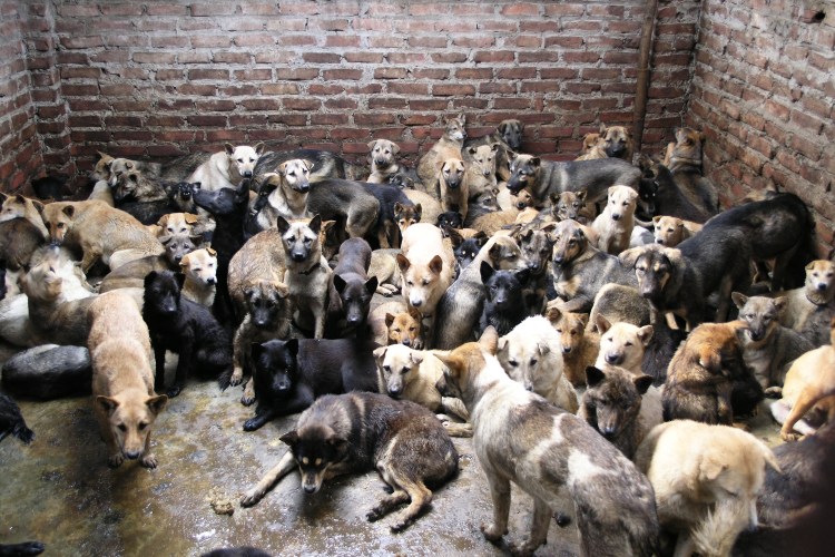 Корейская мясная собака порода