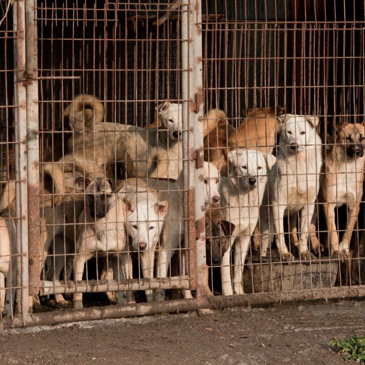 Шведский белый элкхаунд