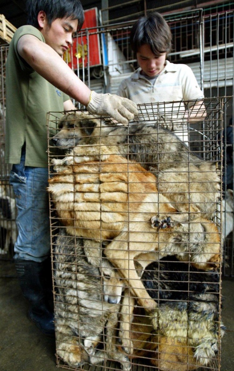 Порода собак нуреонги в Корее