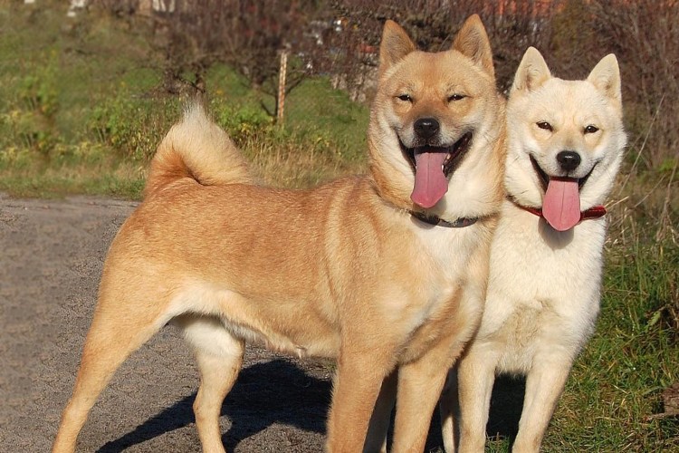 Собака нуреонги