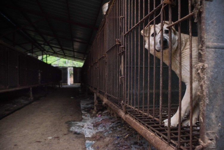 Фестиваль собачьего мяса в Китае