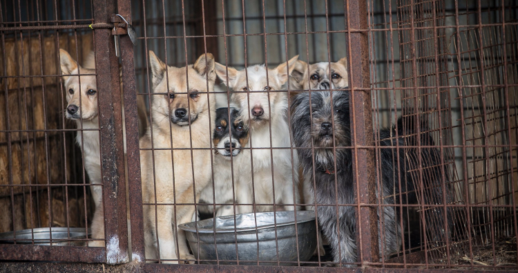 Собачья ферма