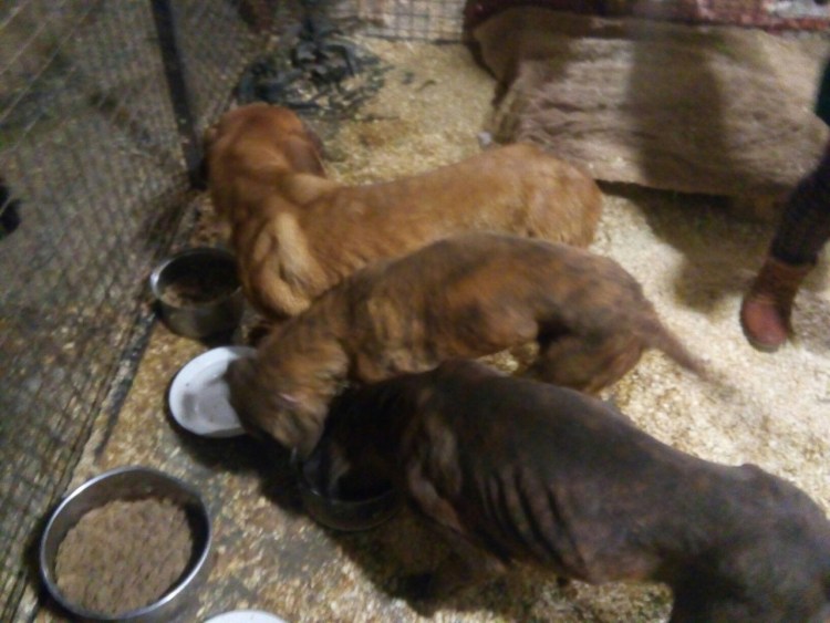 Собаки в Корее ферма