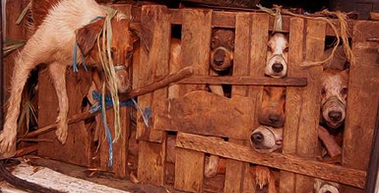 Нуреонги порода собак