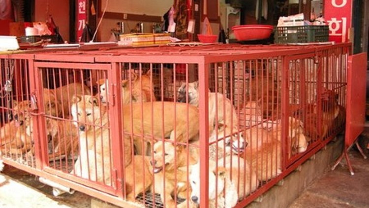 Фестиваль поедания собак и собачьего мяса в Китае