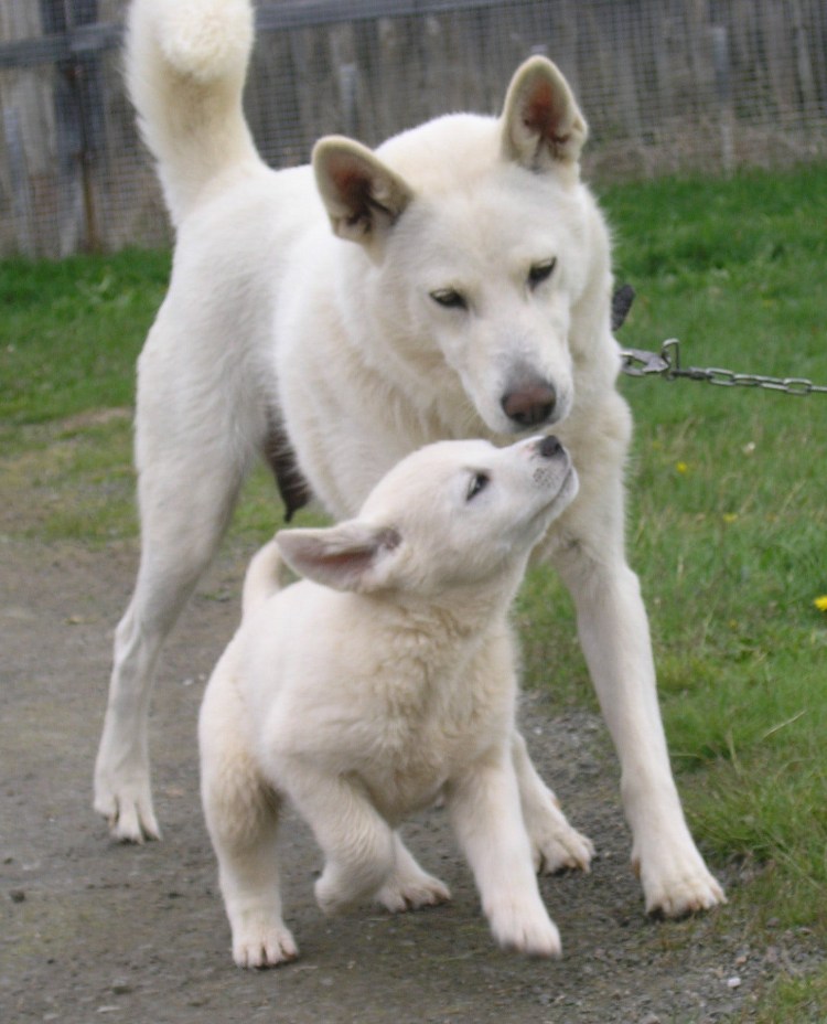 Породе нуреонги
